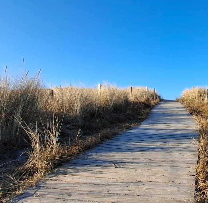 Dünenübergang im Pirolatal auf Langeoog. Holzbretter auf dem Weg. Dünengras rechts und links. Blauer Himmel