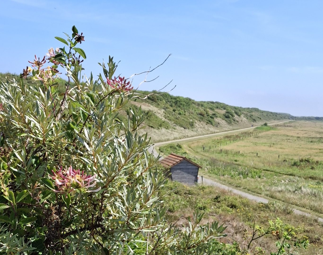Dünenkette hinter dem Schloppsee Dünenkette hinter dem Schloppsee