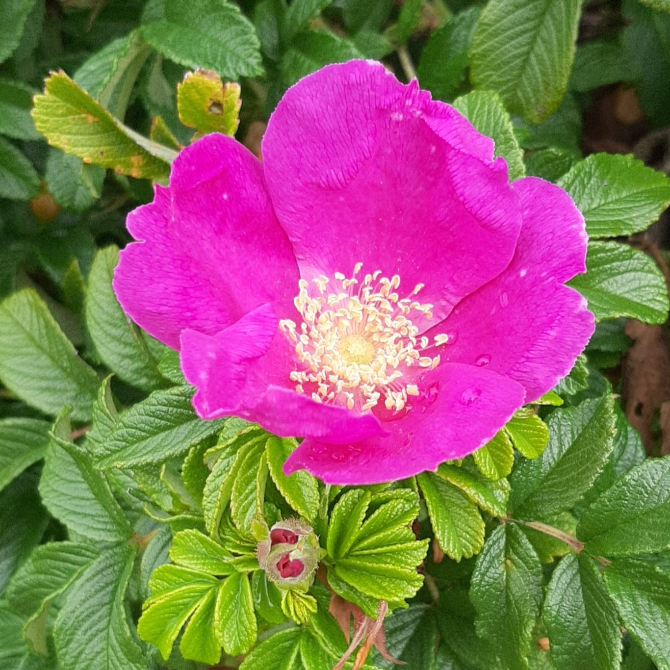 ... und es duftet schon ein wenig nach Sommer ... und es duftet schon ein wenig nach Sommer