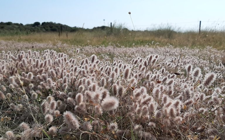 Auf dem Weg zum Osterhook - blühende Dünentäler