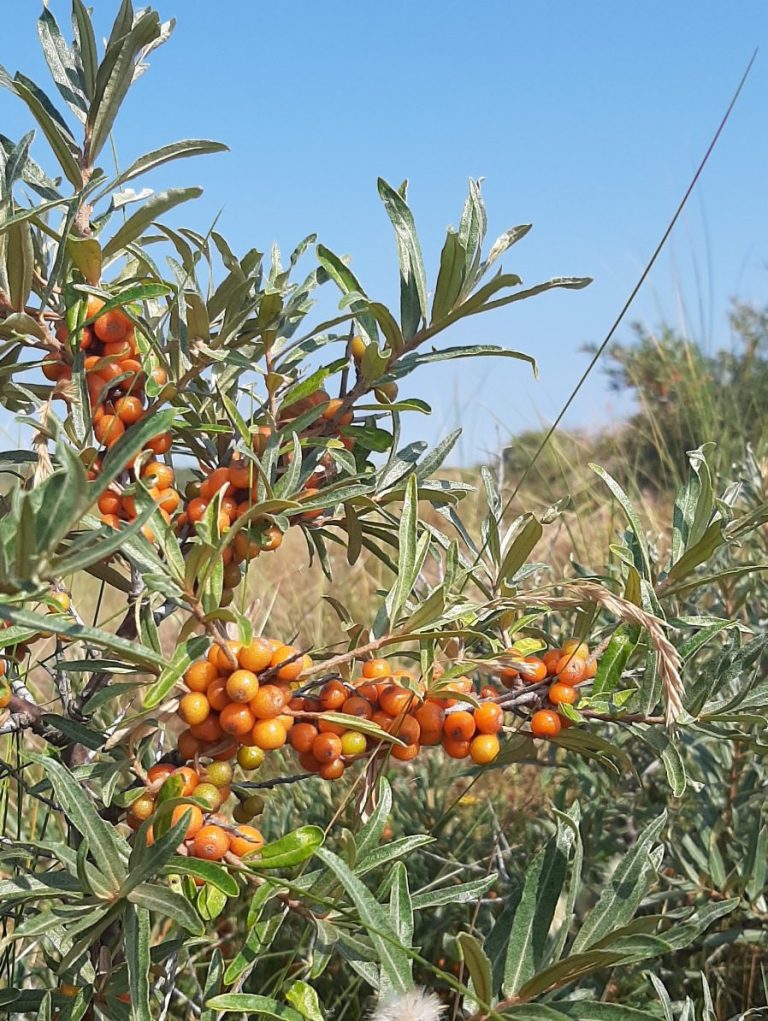Sanddornstrauch in den Dünen von Langeoog