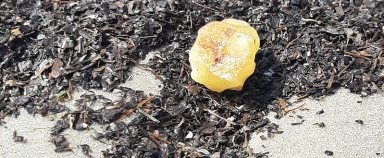 Bernsteinfund auf Langeoog